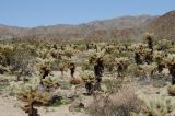 Cylindropuntia bigelovii