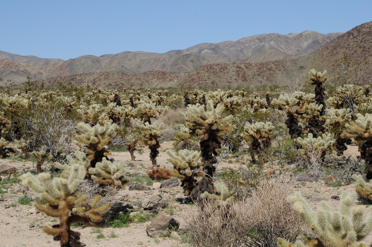 Image of Cylindropuntia bigelovii specimen.