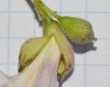 genus × Chitalpa