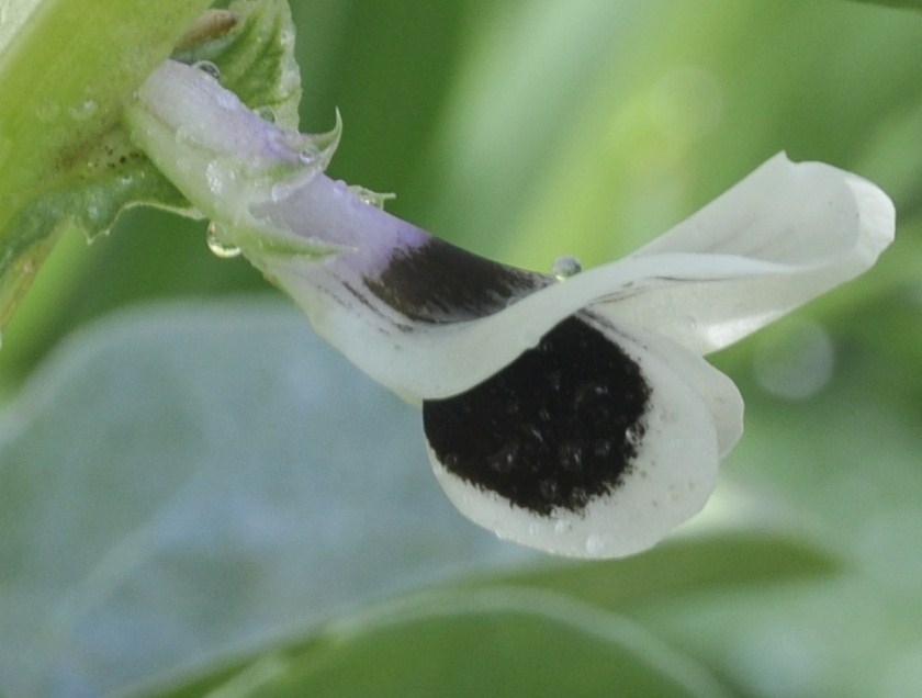 Image of Vicia faba specimen.