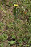 Arnoseris minima. Цветущее растение. Нидерланды, провинция Gelderland, община Wijchen, в посевах озимой ржи. 12 июня 2010 г.