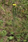 Arnoseris minima. Цветущее растение. Нидерланды, провинция Gelderland, община Wijchen, в посевах озимой ржи. 12 июня 2010 г.