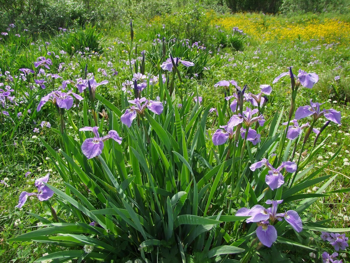 Изображение особи Iris setosa.