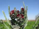 Cynoglossum officinale. Соцветие. Краснодарский край, Темрюкский р-н, окр. пос. Веселовка, увлажнённый луг на верхней приморской террасе. 29.04.2017.