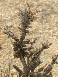 Mulguraea tridens