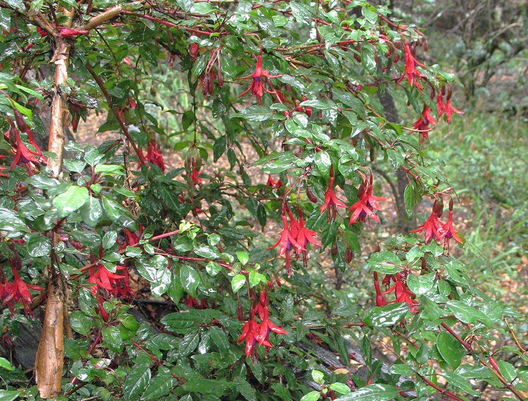 Image of Fuchsia magellanica specimen.