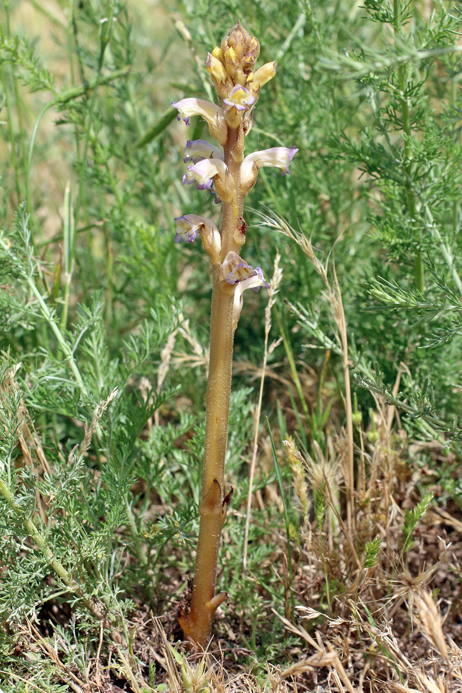 Изображение особи Orobanche cumana.