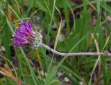 Jurinea arachnoidea
