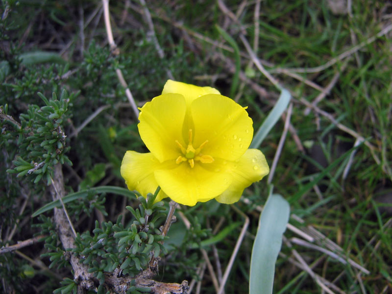 Image of Tulipa kolpakowskiana specimen.