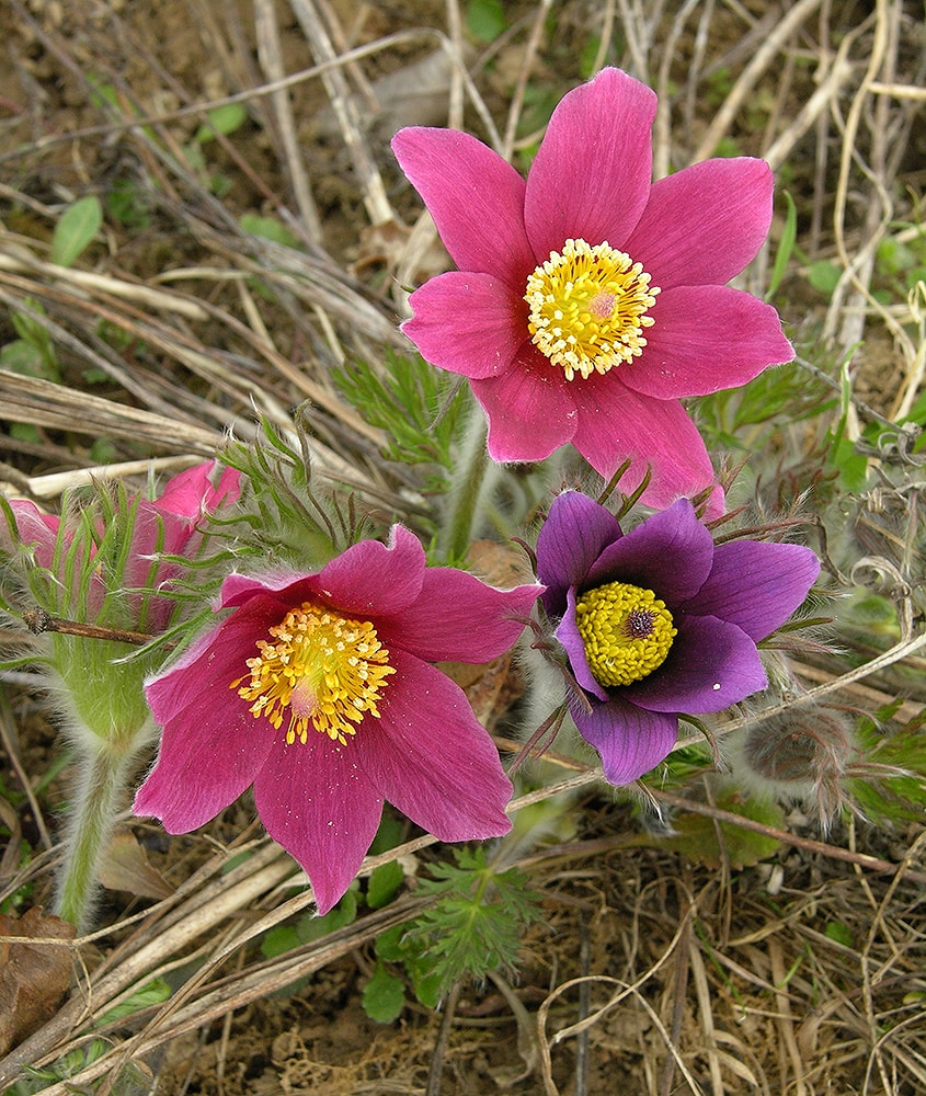 Изображение особи Pulsatilla vulgaris.