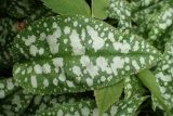 Pulmonaria officinalis. Лист. Москва, Воронцовский парк, лужайка в дубовой роще, в культуре или одичавшее. 16.06.2017.
