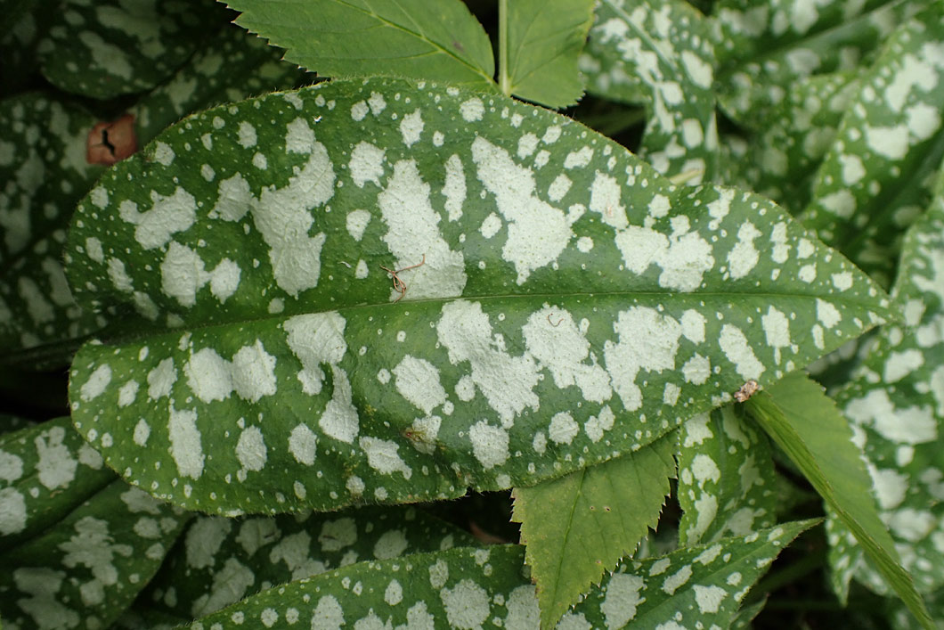 Изображение особи Pulmonaria officinalis.