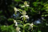 Platanthera densa