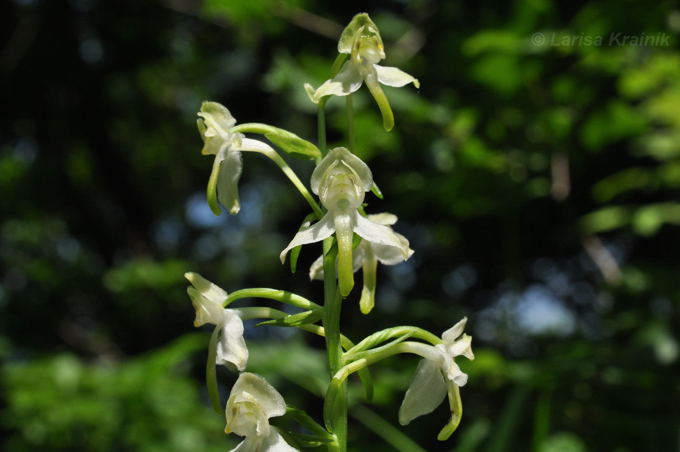 Изображение особи Platanthera densa.