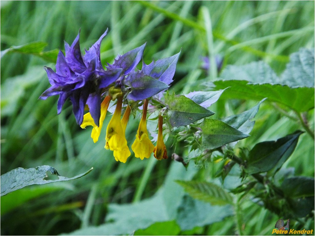 Изображение особи Melampyrum nemorosum.