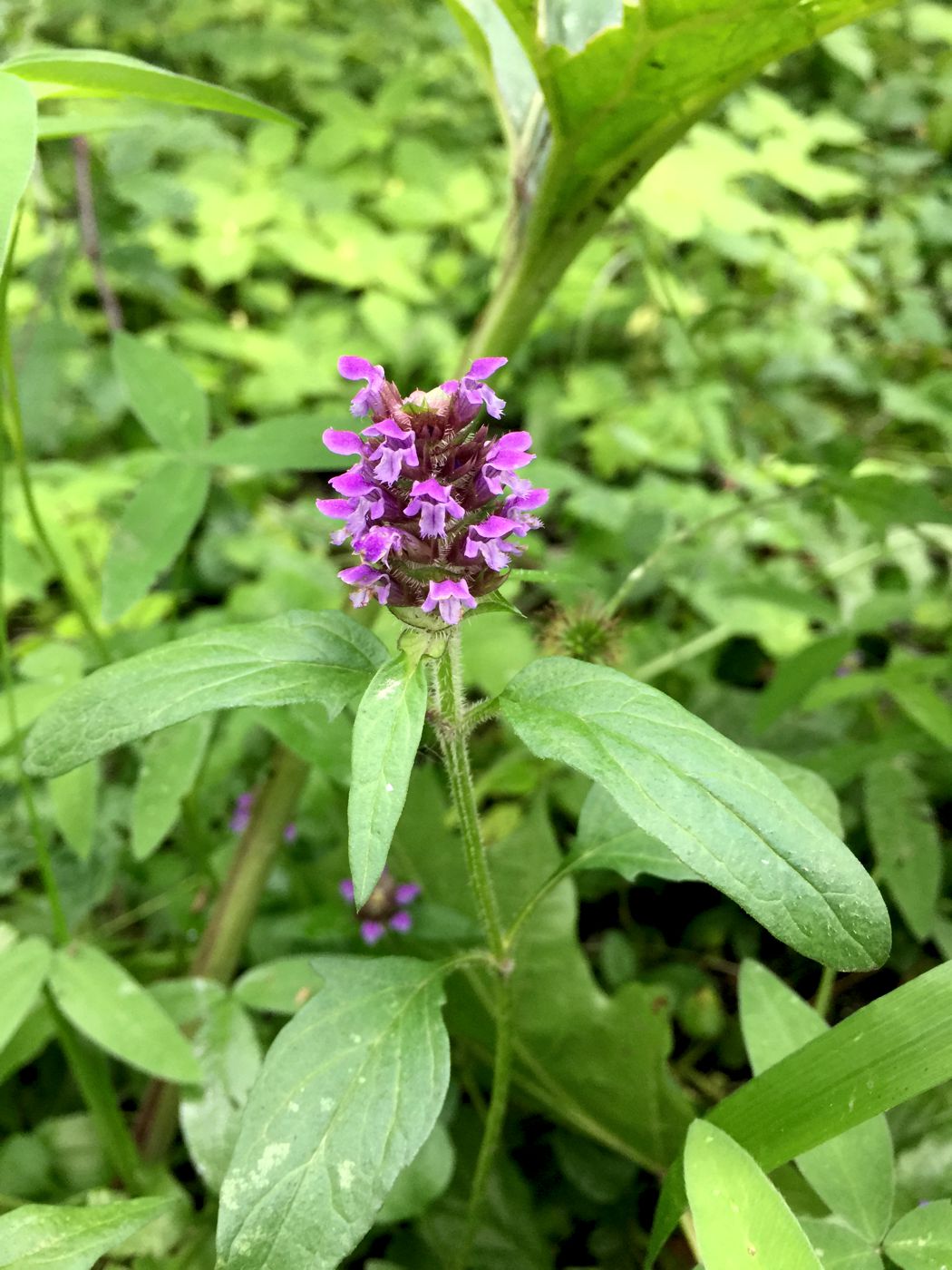 Image of Prunella vulgaris specimen.