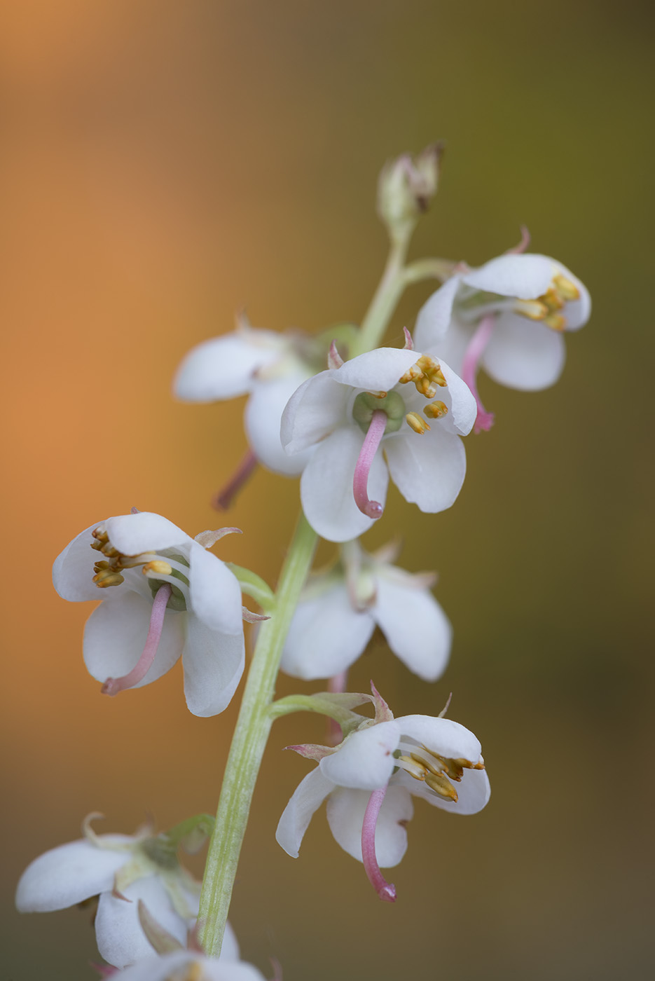 Image of Pyrola rotundifolia specimen.