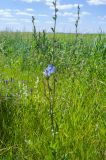 Cichorium intybus