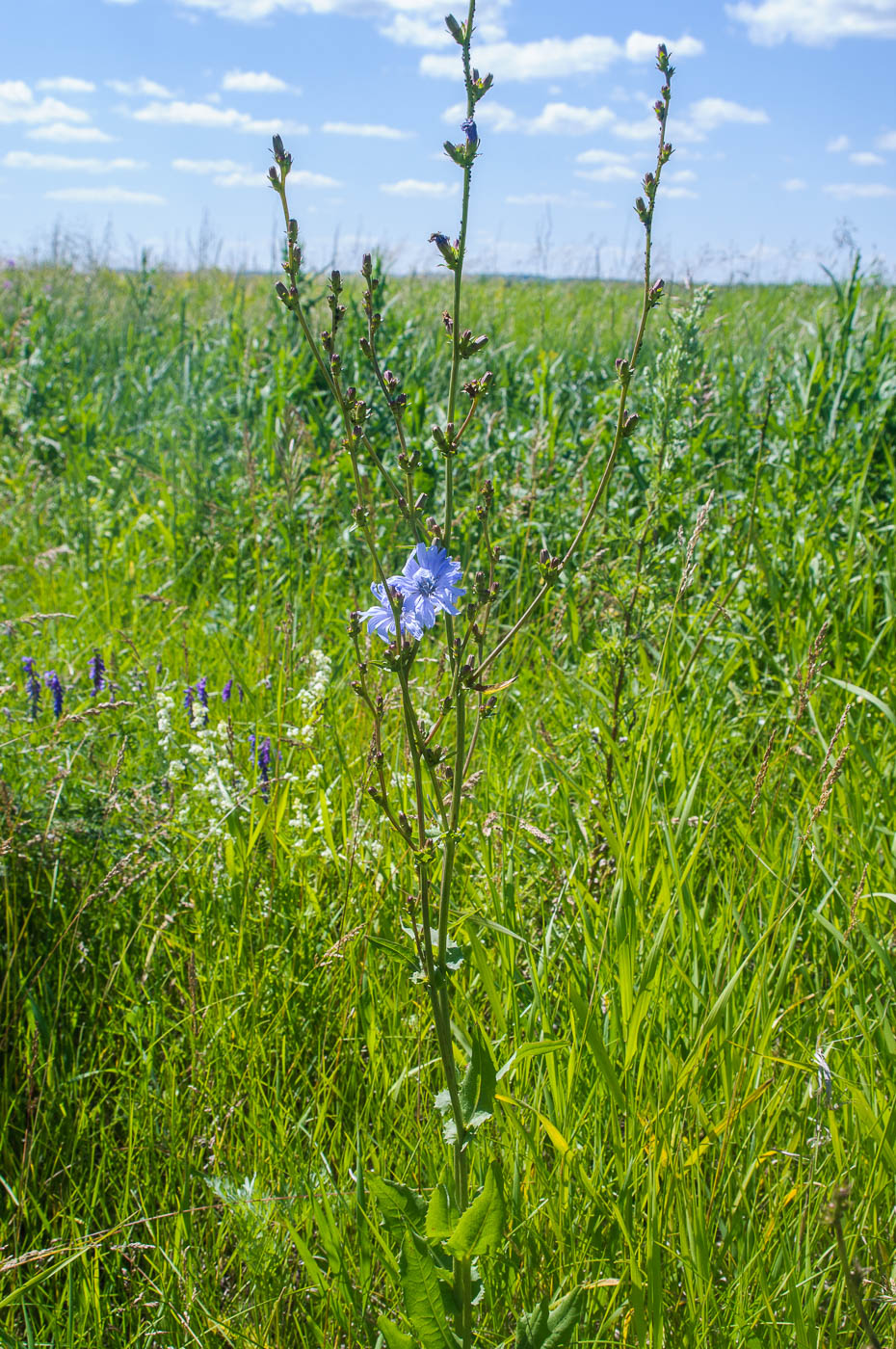 Изображение особи Cichorium intybus.