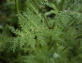 Phacelia tanacetifolia. Лист в средней части побега. Пермский край, г. Пермь, Кировский р-н, травянистый газон у жилого дома. 23.07.2017.