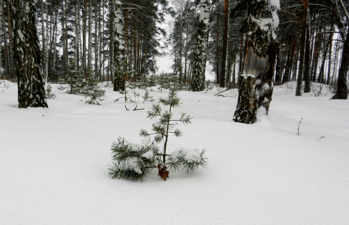 Изображение особи Pinus sylvestris.