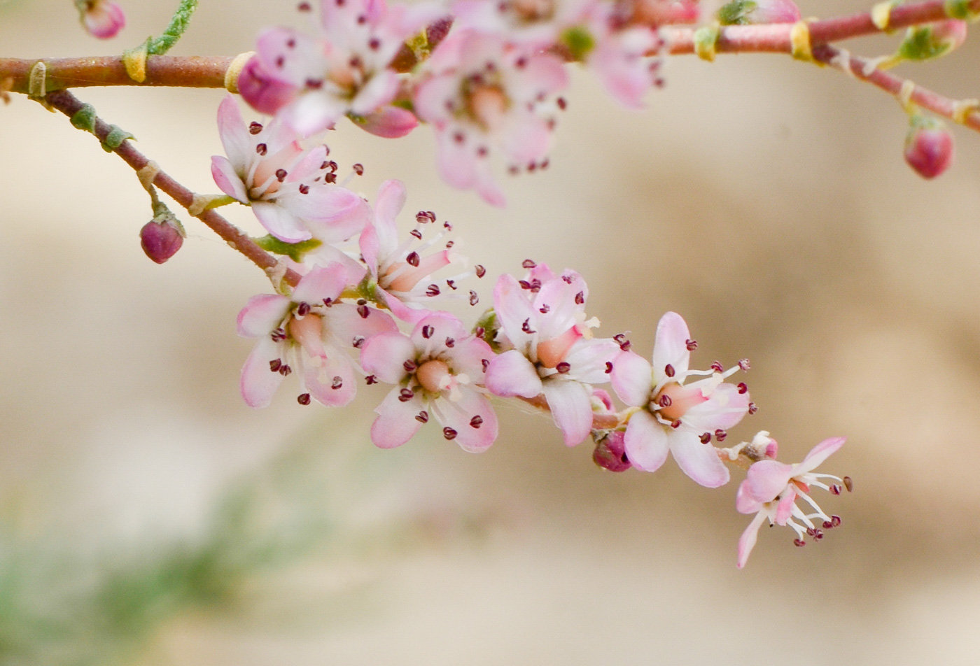 Изображение особи Tamarix passerinoides.