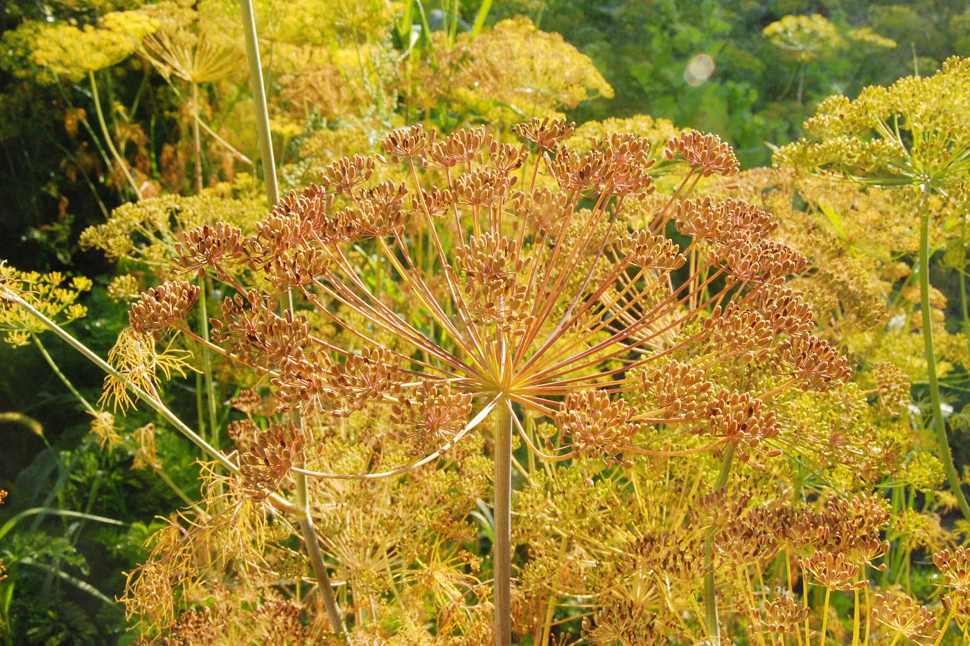 Изображение особи Anethum graveolens.