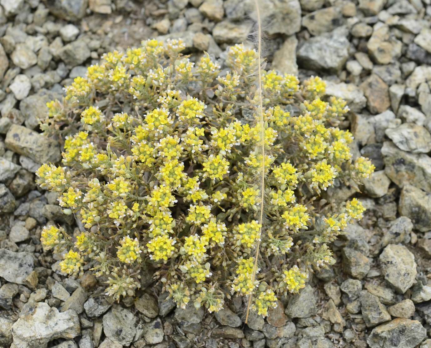 Image of Odontarrhena litvinovii specimen.