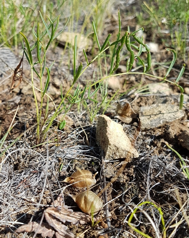 Image of Oxytropis leptophylla specimen.