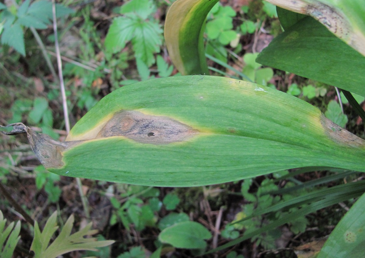 Image of Allium victorialis specimen.