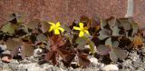 Oxalis corniculata. Цветущее растение. Краснодарский край, г. Краснодар, сорное у цоколя дома. 10.09.2017.