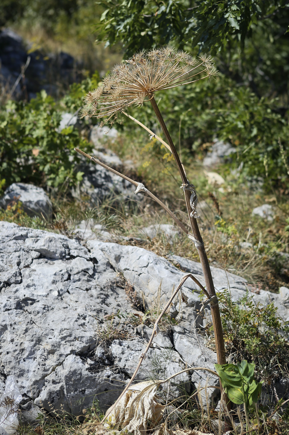 Image of Heracleum stevenii specimen.