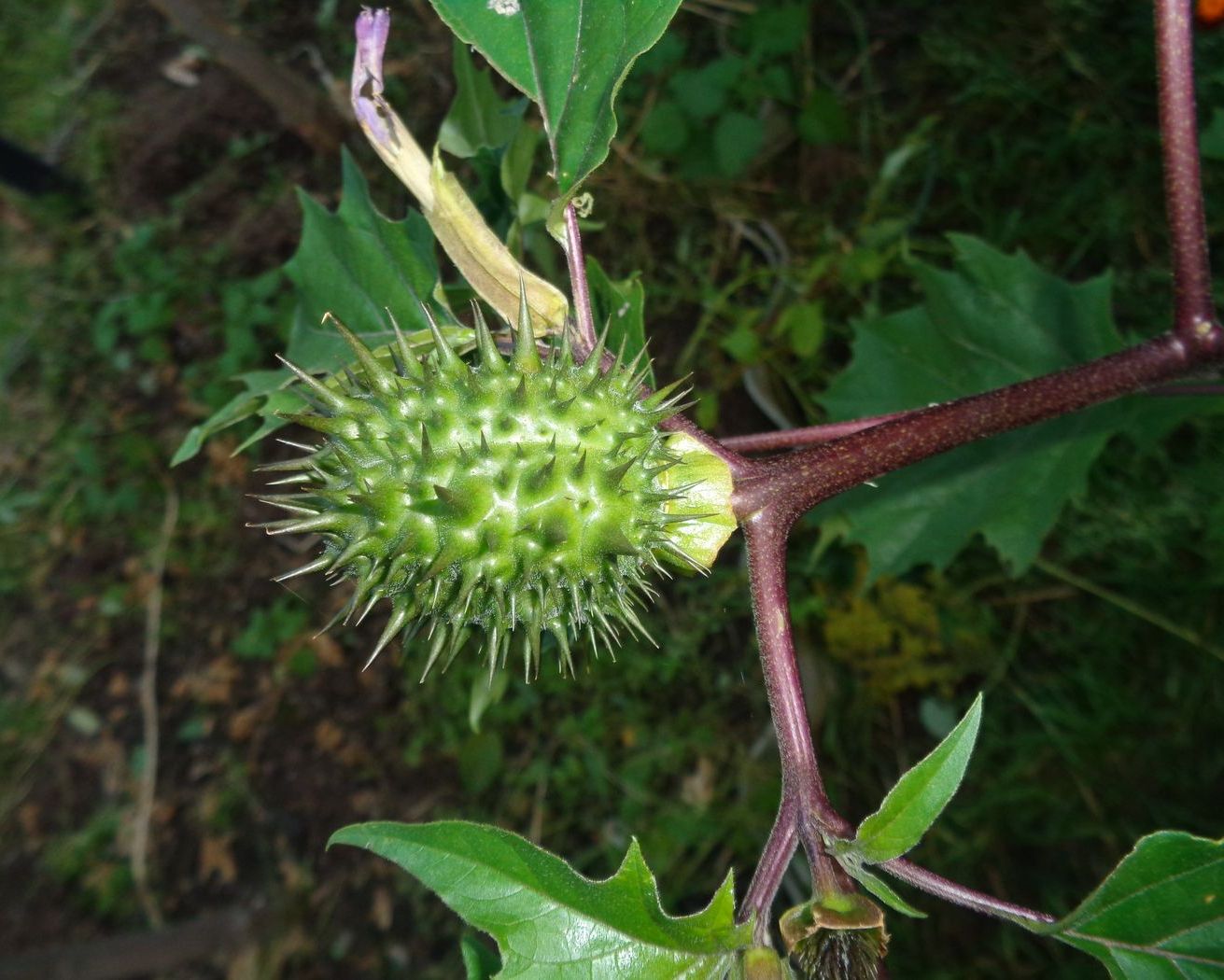 Image of Datura stramonium var. tatula specimen.