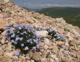 Myosotis alpestris. Куртинки цветущих растений нормальной и гипохромной формы. Адыгея, Кавказский биосферный заповедник, склон горы Оштен, альпийская пустошь, ≈ 2600 м н.у.м., каменистая осыпь. 18.07.2015.
