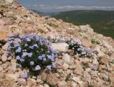 Myosotis alpestris