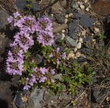 Thymus serpyllum