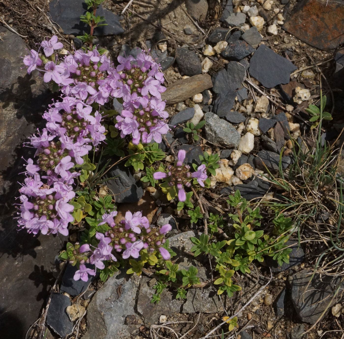 Изображение особи Thymus serpyllum.