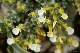 Teucrium jailae