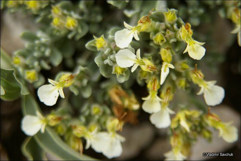 Изображение особи Teucrium jailae.