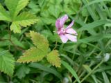 Rubus arcticus