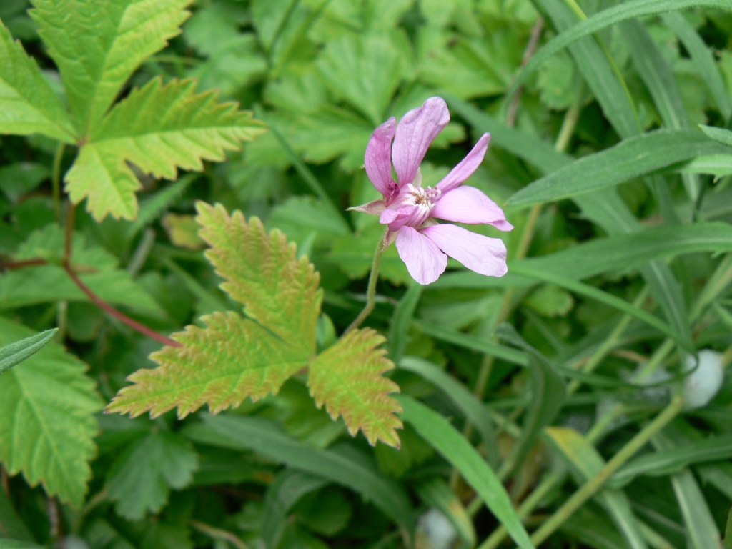 Image of Rubus arcticus specimen.