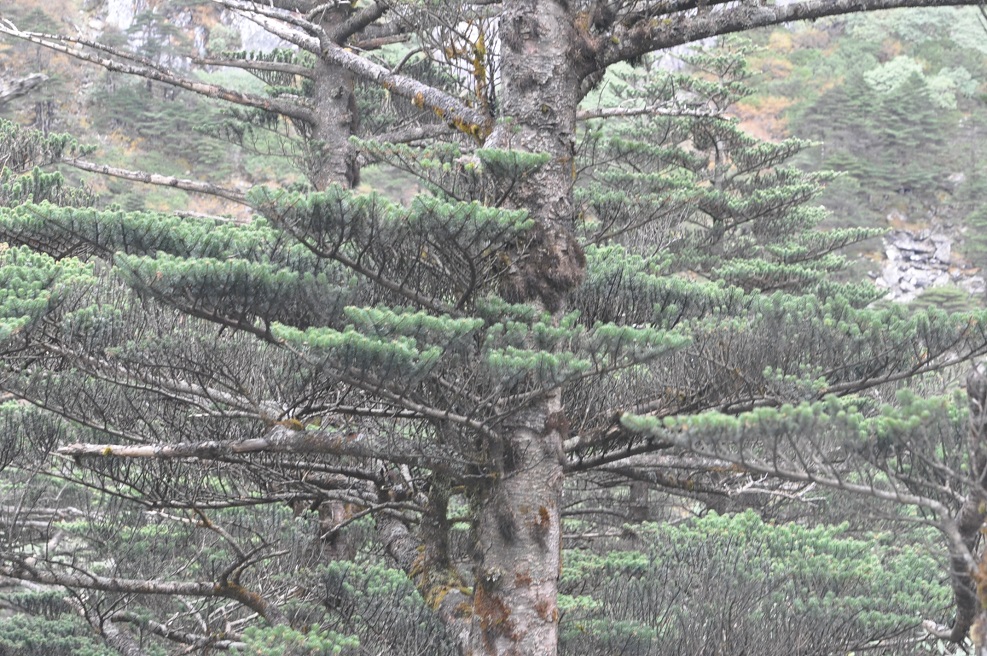 Image of Abies fabri specimen.