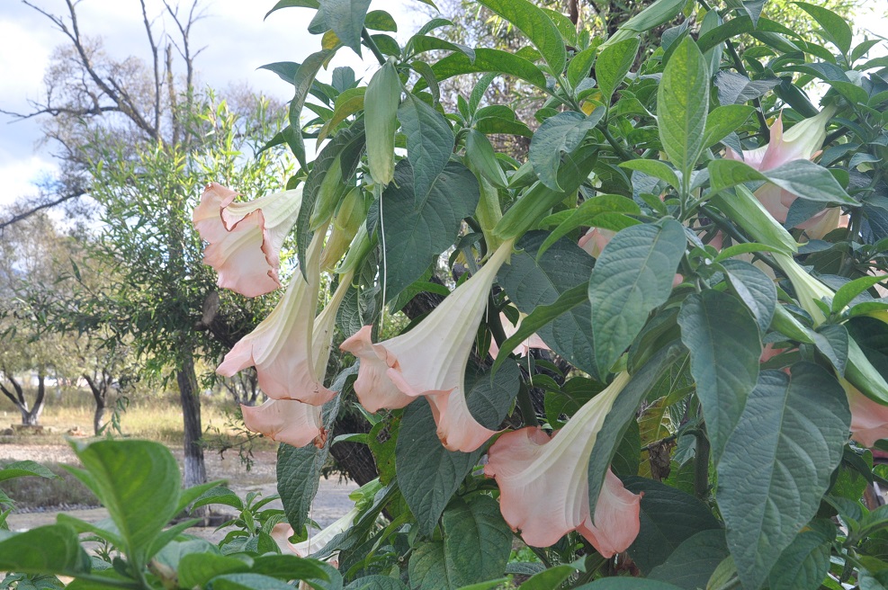 Изображение особи род Brugmansia.