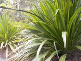 Doryanthes palmeri. Часть растения с основанием цветоноса. Австралия, г. Брисбен, ботанический сад. 02.12.2017.