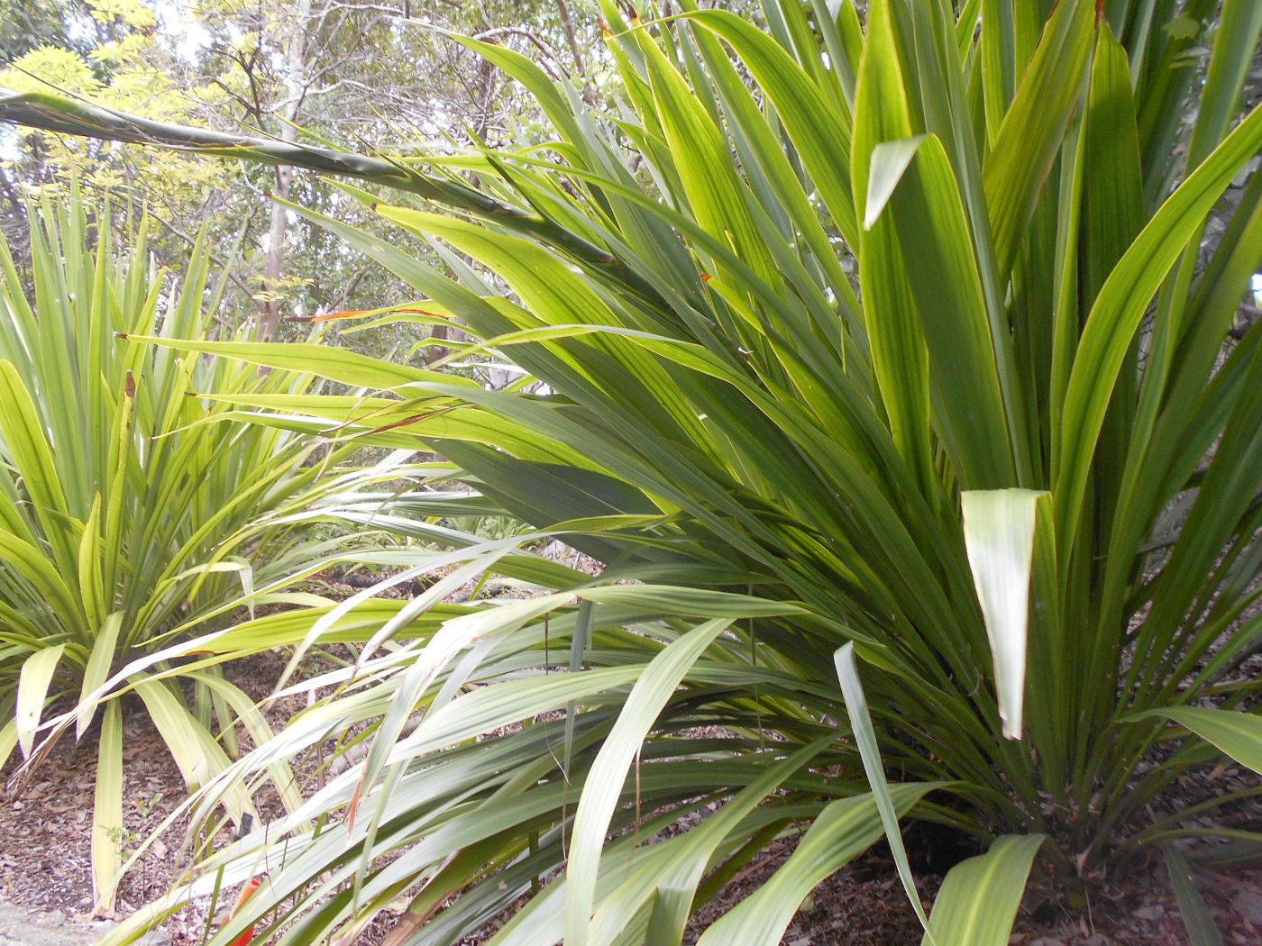 Image of Doryanthes palmeri specimen.