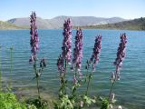 Aconitum septentrionale