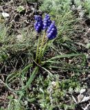 Muscari armeniacum