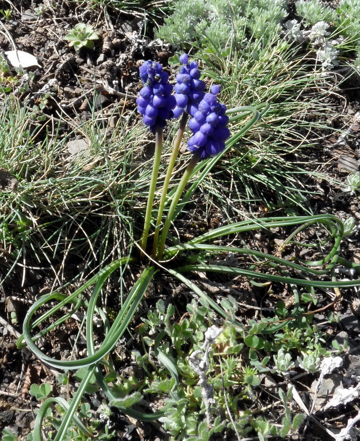 Изображение особи Muscari armeniacum.