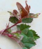 род Medicago