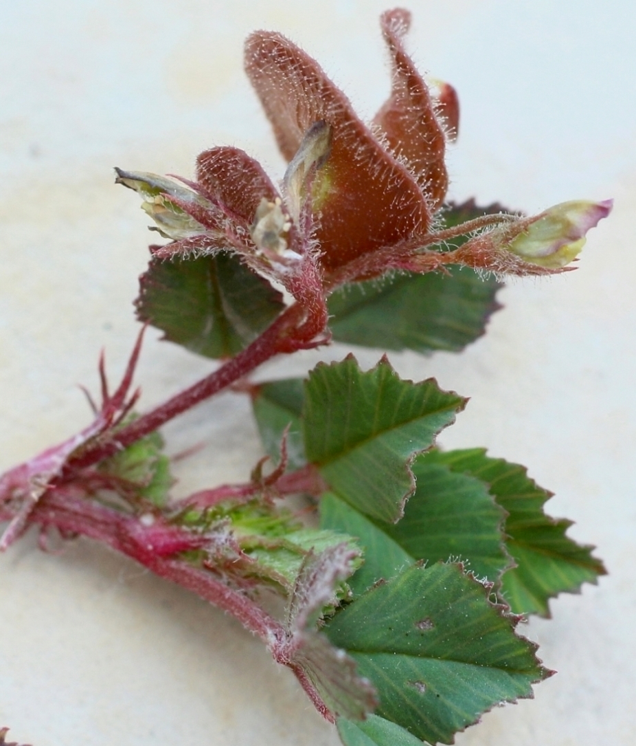 Image of genus Medicago specimen.